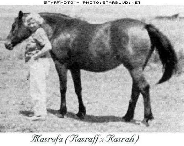 Masrufa