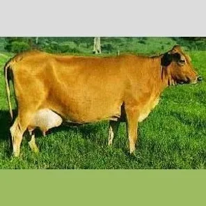 Australian Milking Zebu