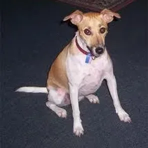 Foxy Russell