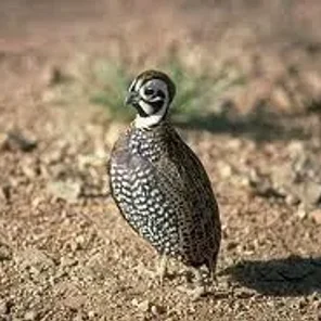 Mearn's Quail