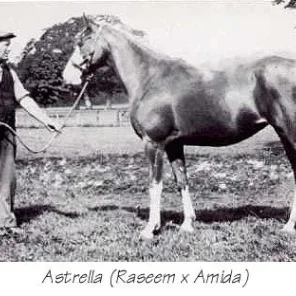 Astrella