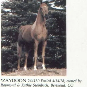 ZAYDOON
