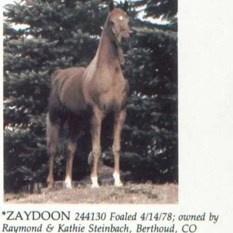ZAYDOON