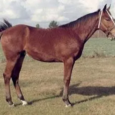 horse conformation #conformation