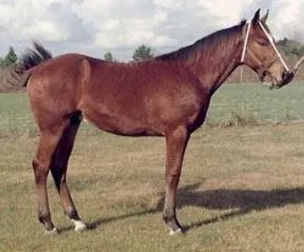 horse conformation #conformation