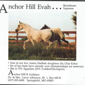 ANCHOR HILL EVAH