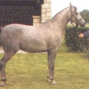 Warszula