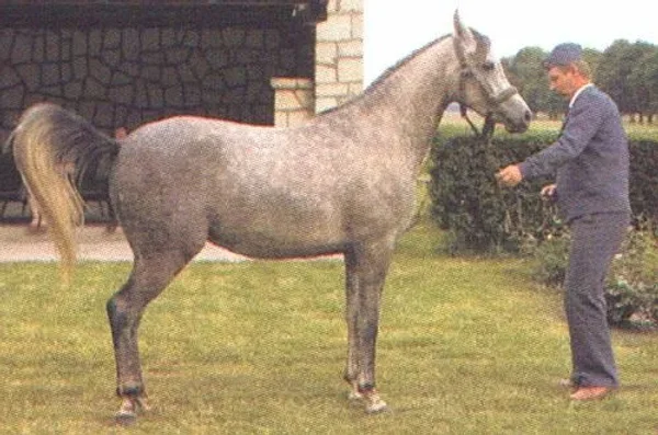 Warszula