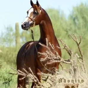 Adoniis