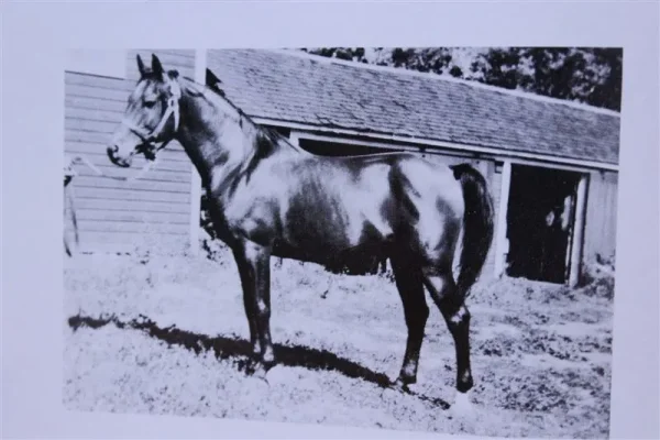 Gamhuri