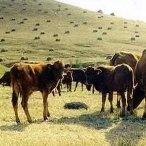 East Anatolian Red