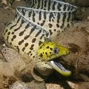 Eels
