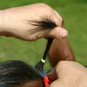 Horse (or Any Mammal) Hair Analysis