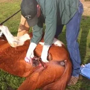 Cryptorchidism (Undescended Testicles) in Horses