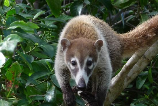 White-Nosed Coati  Coatimundi - Nasua narica