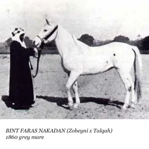 Bint Faras Naqadan