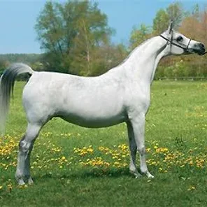 Eqviria