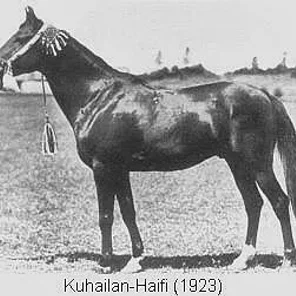 KUHAILAN-HAIFI