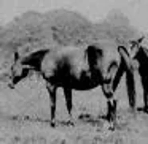 Risala