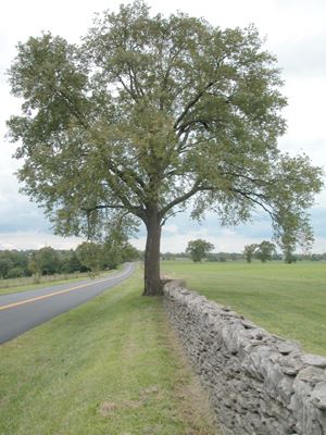 Horse Care - Pasture/Turnout/Fencing