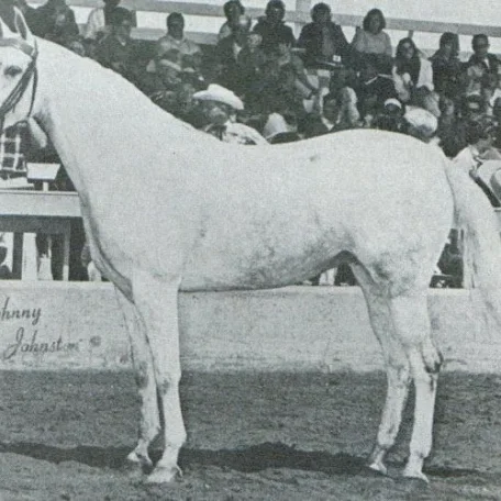 *GDYNIA (Comet x Gwozdawa by Naborr) ~ Dam of Cognac & Gdansk