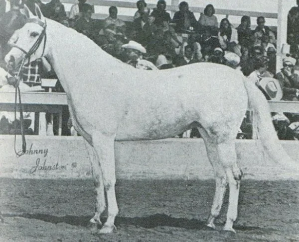 *GDYNIA (Comet x Gwozdawa by Naborr) ~ Dam of Cognac & Gdansk