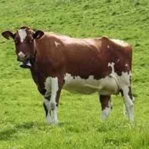 Red Holstein