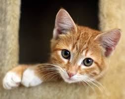 Orange Tabby Cats...Have More Fun!