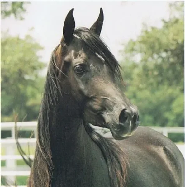http://www.wikihorseworld.com/pedigree/0ea2aad0/14175/details.htm