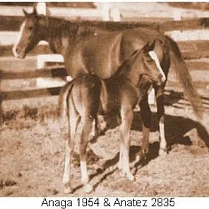 Anaga