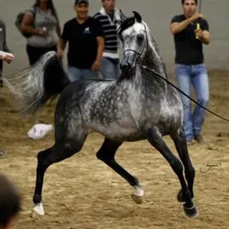 El Chall WR (Magnum Chall x Major Love Affair to TJ's Georgie Girl)