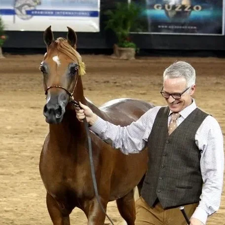 Luxemere Tulio - Yearling Colt Class - Arabian Breeder Finals, Scottsdale, October 2015