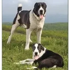 Central Asian Shepherd
