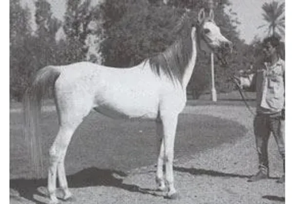 Neamat (EAO)