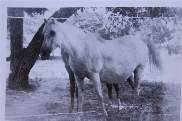 Mahbuba (Raseyn x Fadil) grey mare, foaled July 17, 1929
bred by W.K. Kellogg Institute