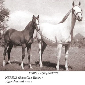 Nerina