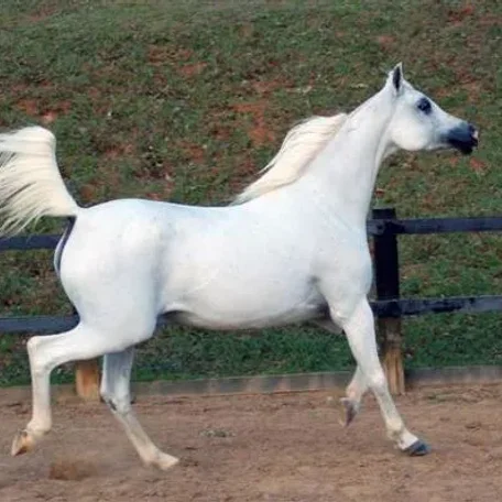 Lumiar Georgia