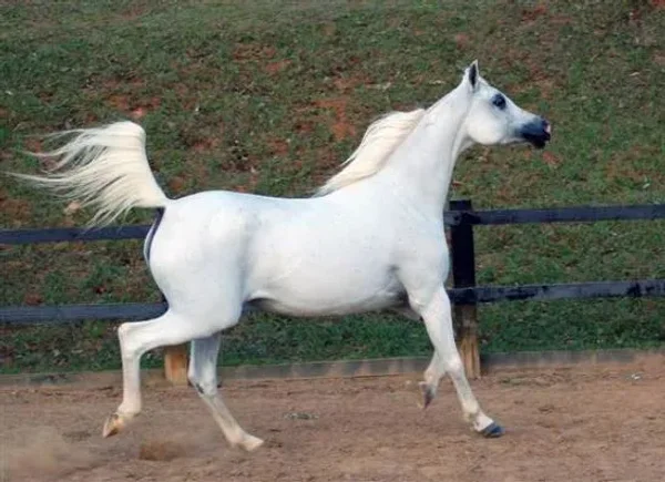 Lumiar Georgia