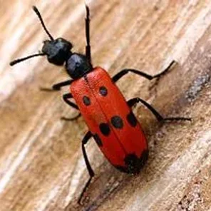 Beware the Blister Beetle (Epicauta vittata)