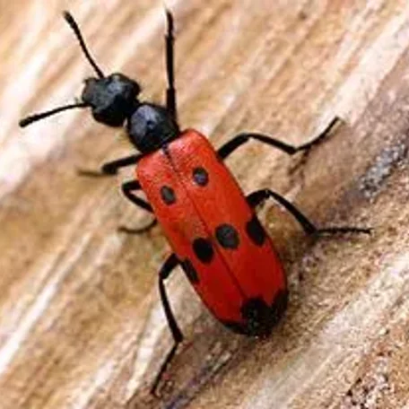 Blister Beetles - Beware!