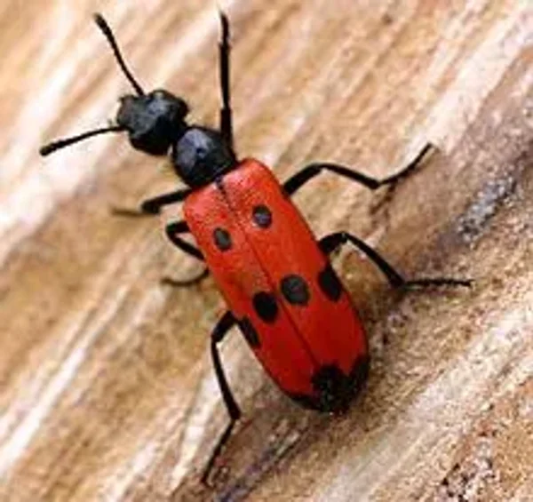 Blister Beetles - Beware!