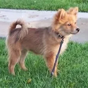 Pomimo (Designer Dog)