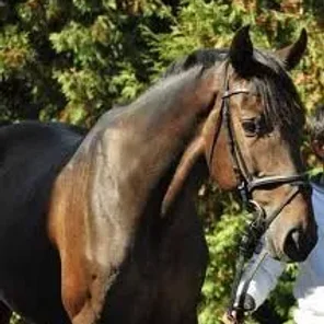 Romanian Sport Horse