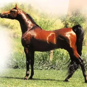 CAJUN PRINCE HCF
