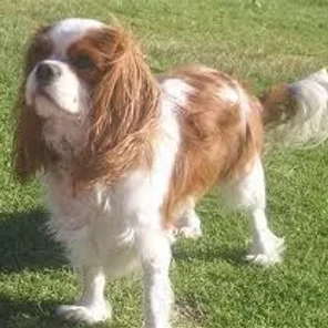 Cavalier King Charles Spaniel