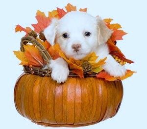 Your Favorite Thanksgiving Pics/Videos