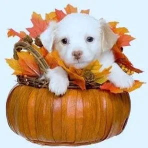 Your Favorite Thanksgiving Pics/Videos