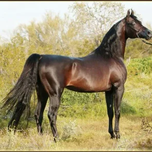 MAGIC DREAM CAHR