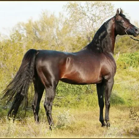MAGIC DREAM CAHR