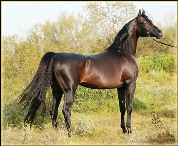 MAGIC DREAM CAHR